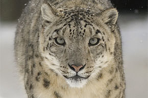 Snowleopard: image Bernard Landgraf