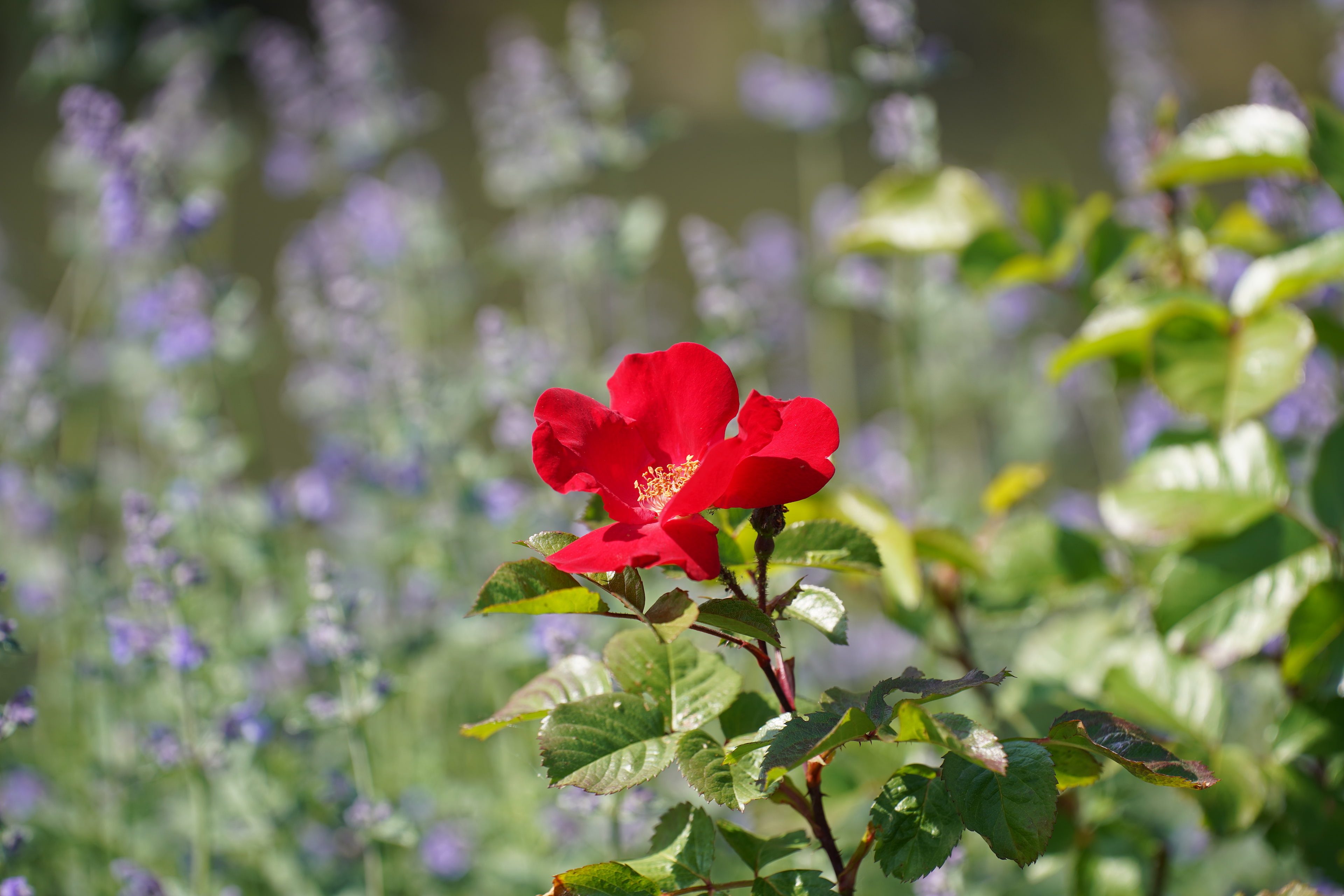 foto van bloem met de Tamron 70-180mm